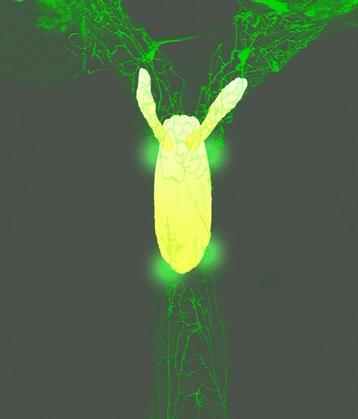 Female Fly Reproductive Tract