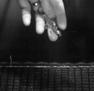 Wind tunnel performance of nonarboreal and arboreal salamanders