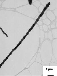 Nanobone Wire