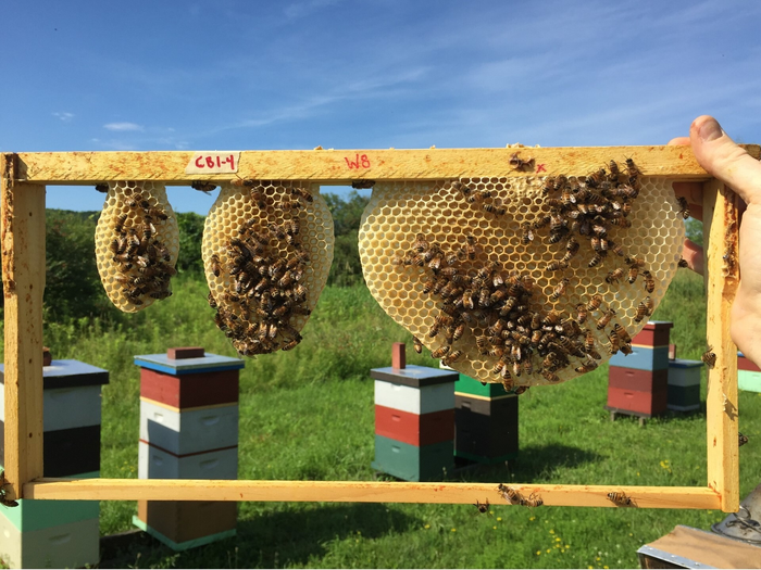 Research shows engineers have a lot to learn from bees about design