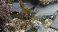 Rockpool Prawn (2 of 2)