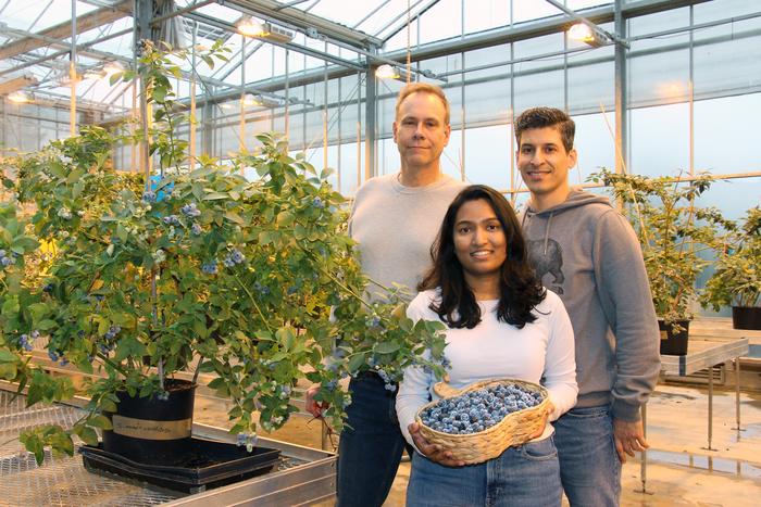 Jim Mattsson, Sachi Kannangara and Mostafa Mirzaei in the SFU Biotech Greenhouse