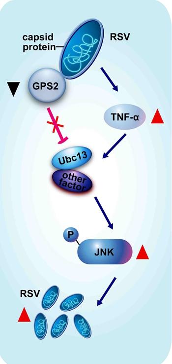 Model of RSV Regulating the JNK Signaling Pathway of its Vector Insect Causing Increased Replication