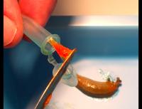 Slug Glue