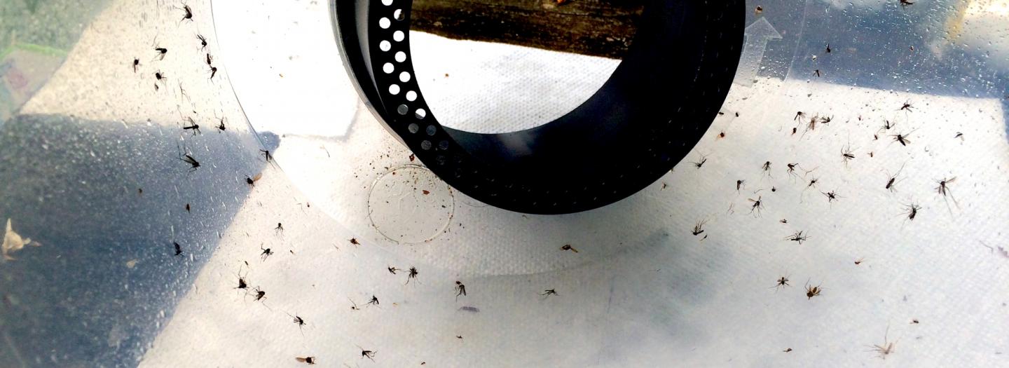 Dead Mosquitoes
