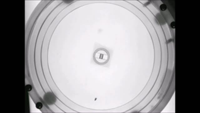 Freezing and Escape in Response to An Overhead Shadow