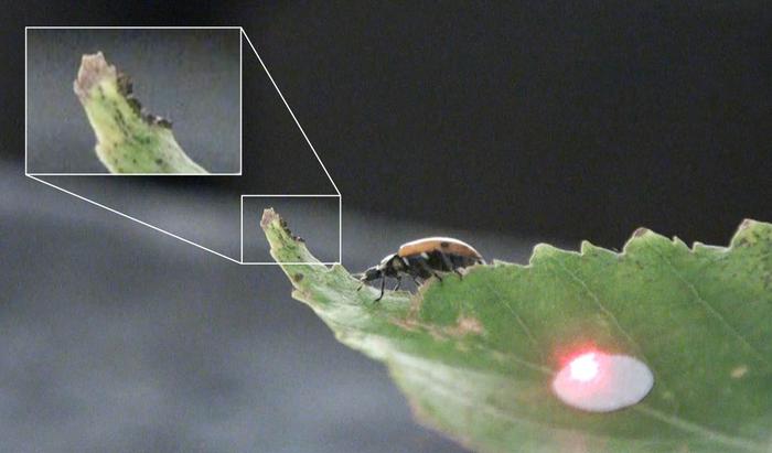 A ladybeetle (Hippodamia convergens) approaching a warty birch caterpillar (Falcaria bilineata) on a leaf