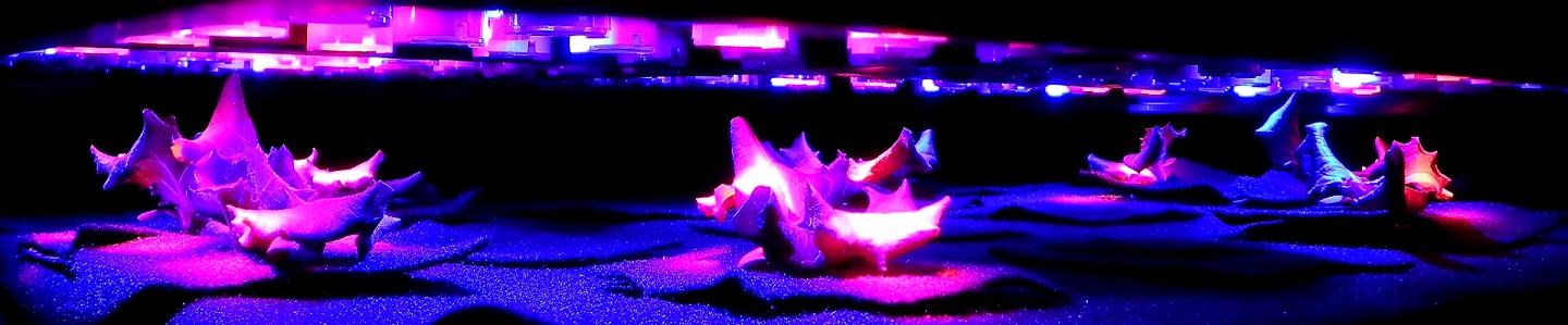 LEDs Light up Plants for Space Travel