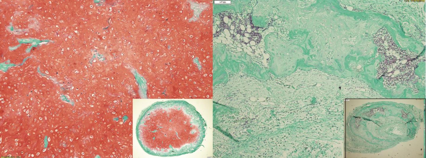 Development <em>in vivo</em>