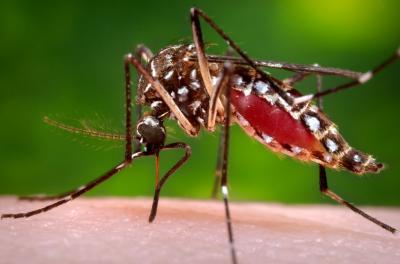 Aedes aegypti Mosquito