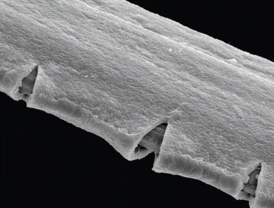 Damaged Cuticle of a Byssal Thread