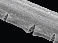 Damaged Cuticle of a Byssal Thread