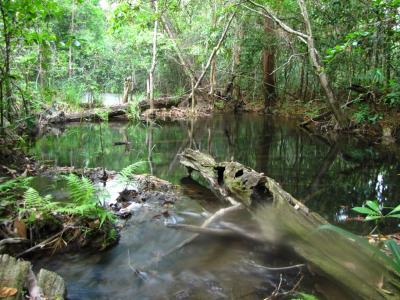 Maya Biosphere