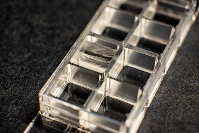 Insert in a cell chamber
