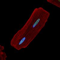 Rat cardiac myocyte