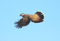 Crested Pigeon