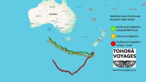 One whale, two journeys