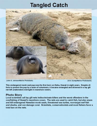Photo Story: Endangered Monk Seal Entangled in Lay Gill Net