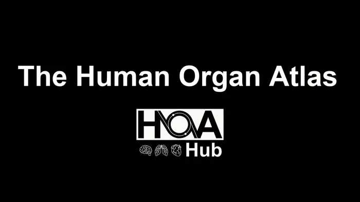 Video of Organs examples in the Human Organ Atlas