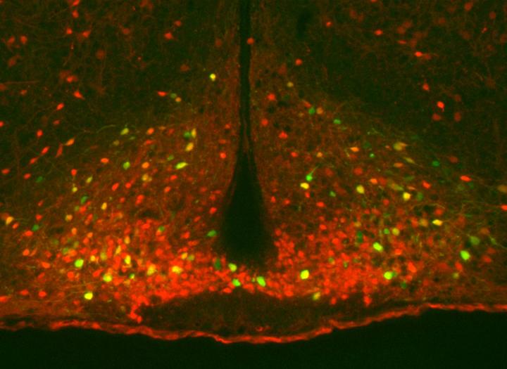 Neurons