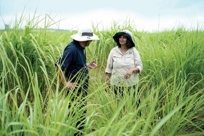 Researchers Demonstrate First Precision Gene Editing in Miscanthus