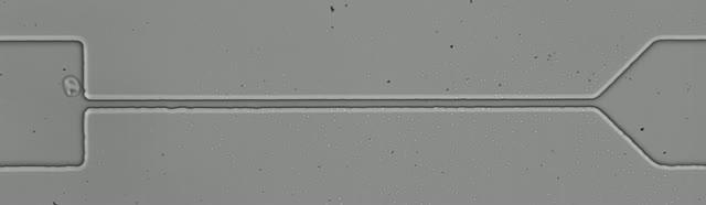 Oxygen Tension-Mediated Erythrocyte Membrane Interactions Regulate Cerebral Capillary Hyperemia (1 of 1)