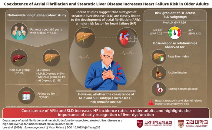 Coexistence of Atrial Fibrillation and Steatotic Liver Disease Increases Heart Failure Risk in Older Adults