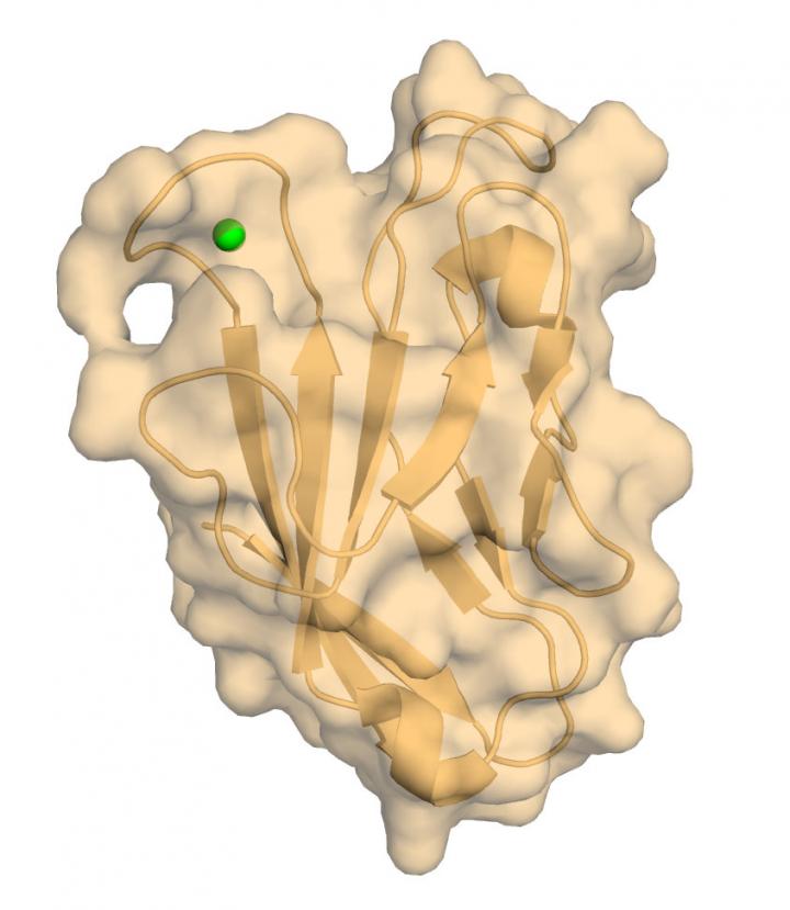 Human TIM-3 with Bound Calcium