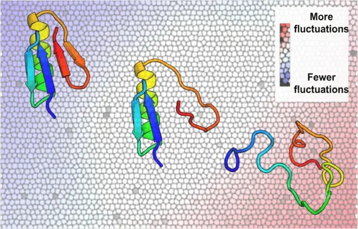 New technique reveals on a large scale how thousands of proteins change shape and move