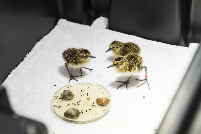 Suthern dunlin chicks in a labortory