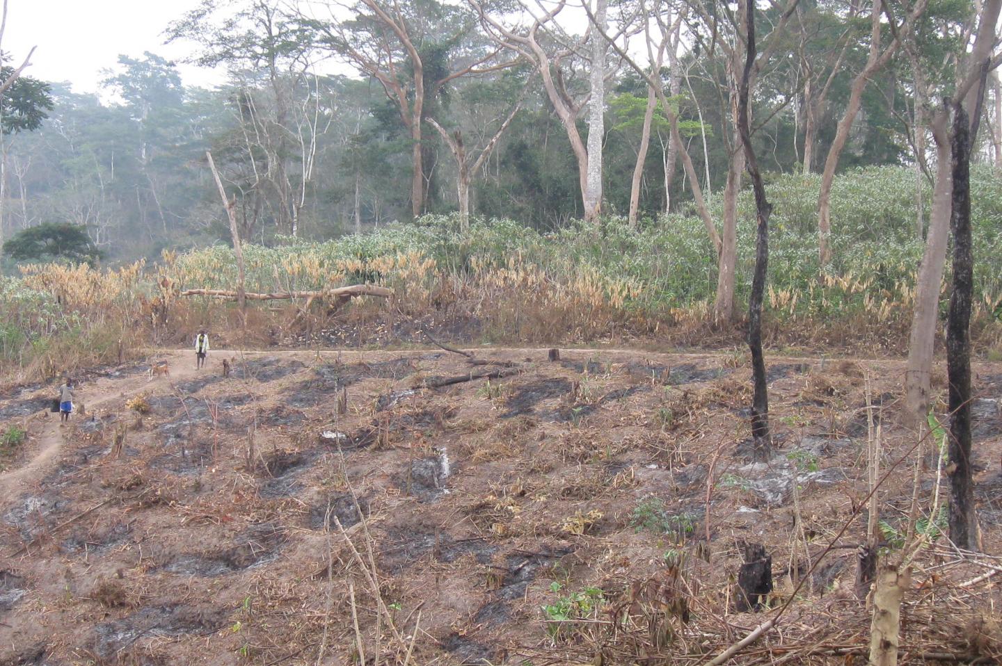 Kumbira Forest Clearance