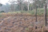 Kumbira Forest Clearance