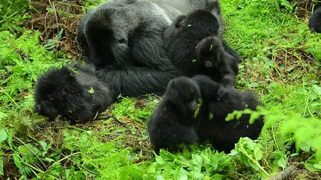 Mountain Gorillas