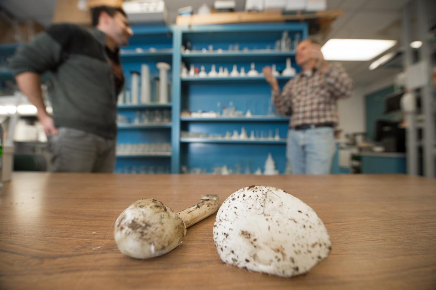 Walton's Mushrooms