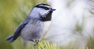 Mountain Chickadee