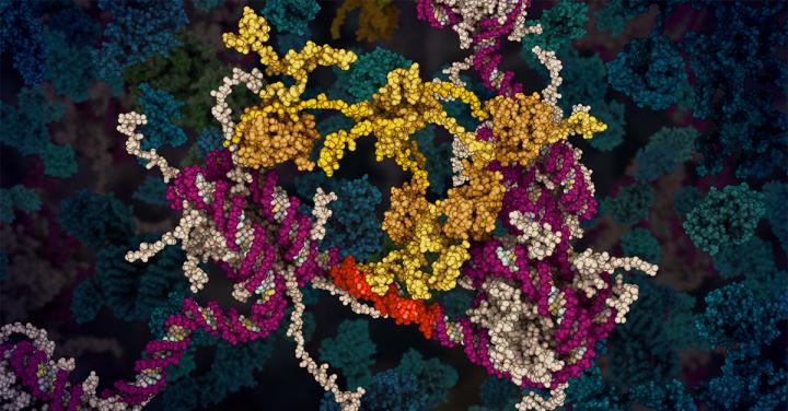 p53 Tumour Suppressor Protein