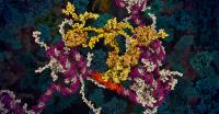 p53 Tumour Suppressor Protein