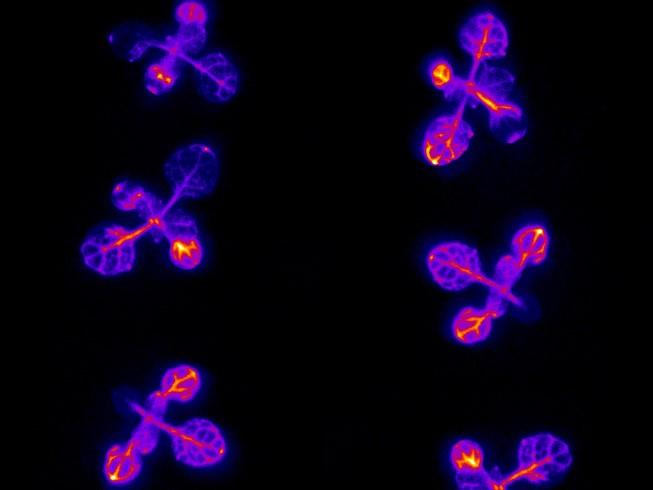 Watching the Arabidopsis clock: Seedlings expressing a light emitting firefly gene controlled by the plant's circadian rhythm.
