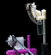 Hawk Moth on Robotic Flower