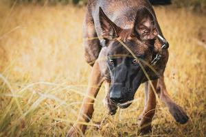 Exploring ideal scent detection dog characteristics for successful professional deployment as derived from face-to-face structured interviews with professional scent detection dog handlers