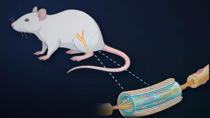 A three-layer living nerve conduit that restores severed rat nerves.
