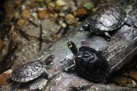 Turtles