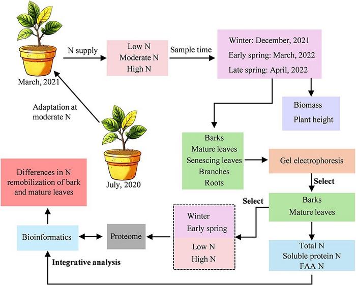 Experimental design of nitrogen (N) fertilizer application of potted citrus seedlings.