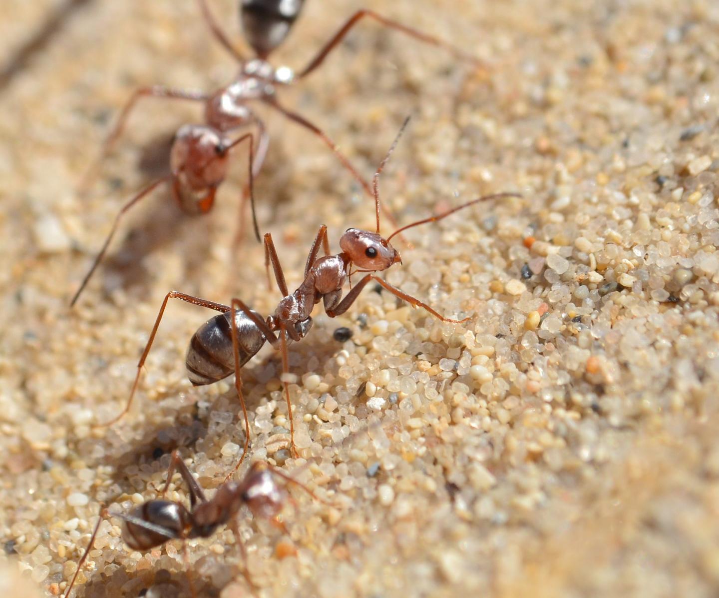 Worker ants