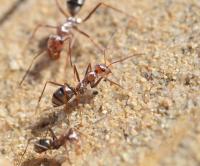 Worker ants