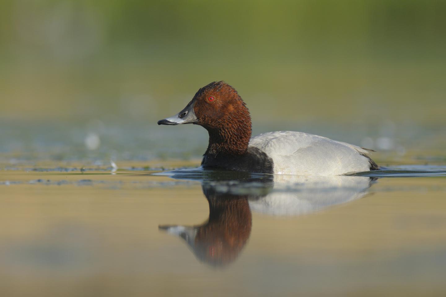 Male Common Pochard