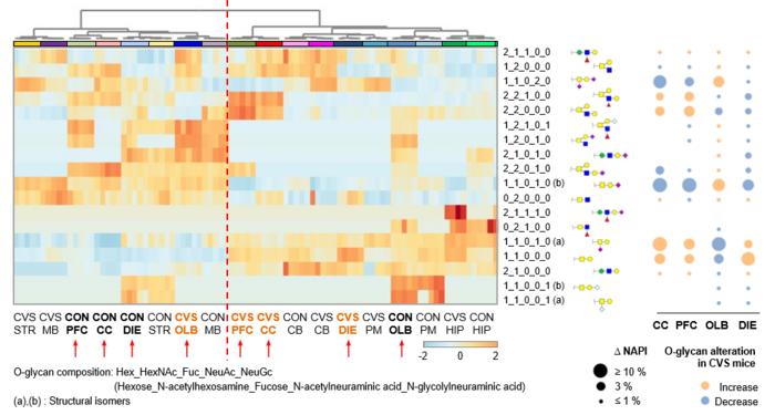 Figure 2. Altered brain O-glycosylation in control and stressed mice