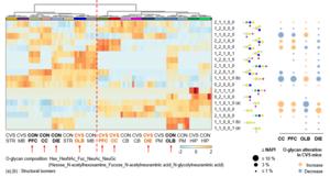 Figure 2. Altered brain O-glycosylation in control and stressed mice