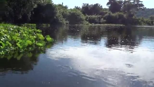 Methane Bubbles Pantanal