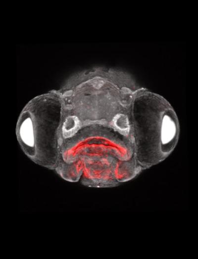 Larval Zebrafish Face